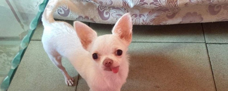 吉娃娃为什么总发抖