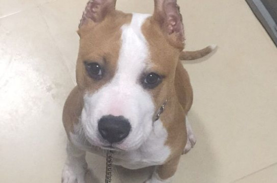 斯塔福犬几个月爆头