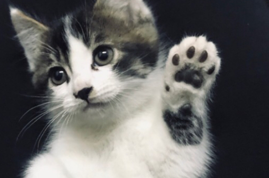 小猫猫藓可以自愈吗