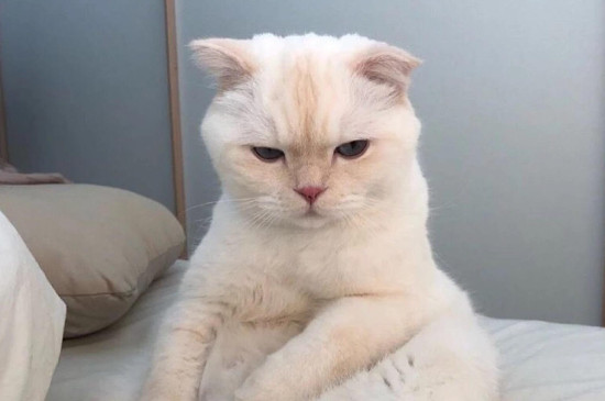 为什么不能打猫的头