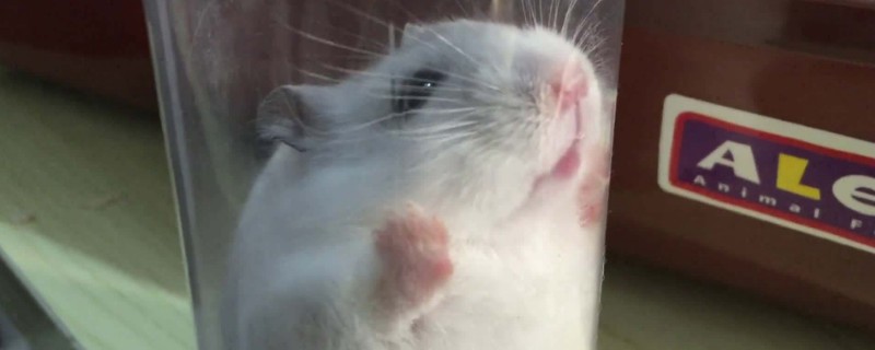 被仓鼠咬了有潜伏期吗