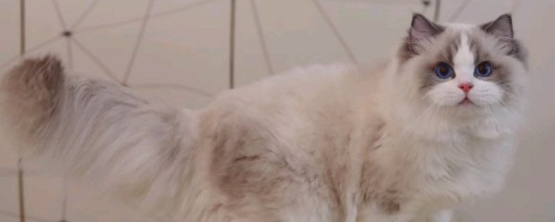 猫能吃蛋糕吗