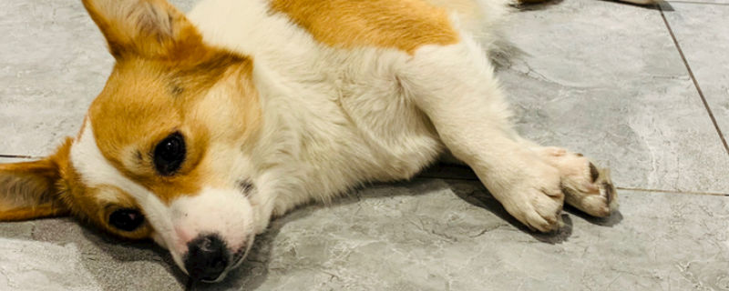 柯基睡觉呼吸急促
