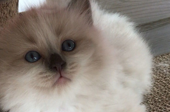 小猫咕噜咕噜一直不停