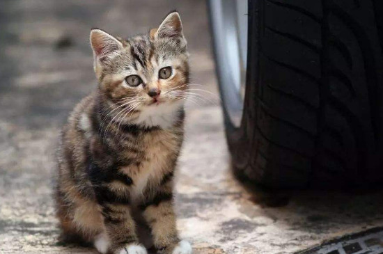 流浪猫一直叫是为什么
