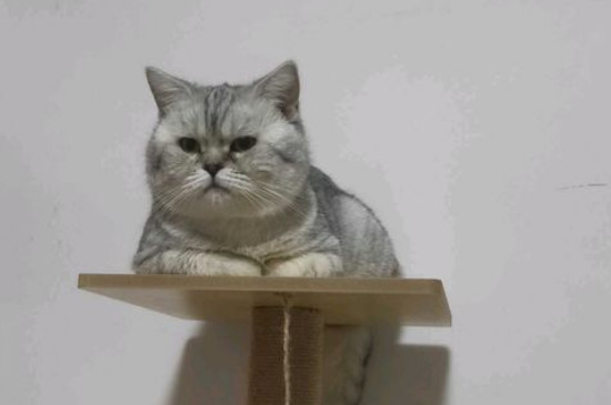 猫食欲不振消瘦嗜睡怎么治疗，总睡觉不吃喝可能有肠胃炎