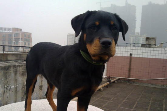 罗威纳犬怎么喂养