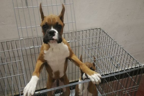 拳师犬耳朵怎么竖起来