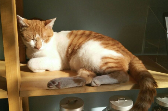 母橘猫为什么那么瘦