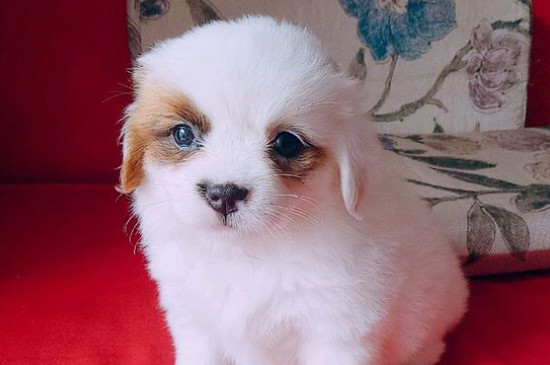 狗狗拉肚子拉血
