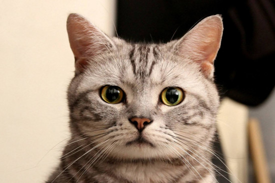 猫猫嘴巴臭怎么处理，猫咪口气臭怎么去除