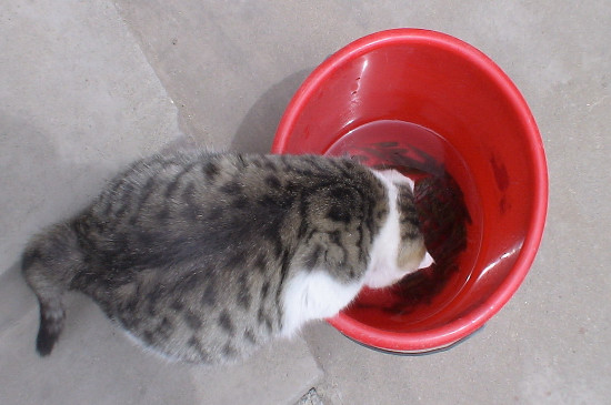 猫为什么喜欢吃鱼，猫为什么吃鱼不怕刺