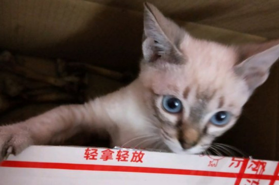 猫总是对着地板空刨