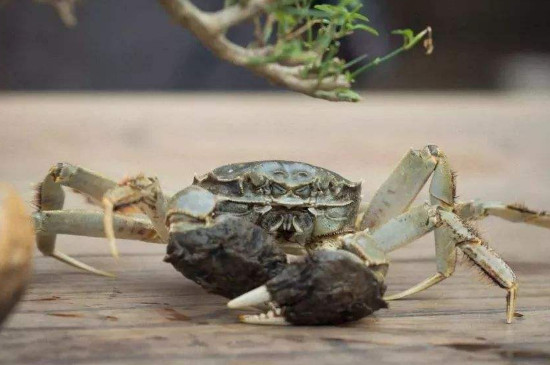河蟹怎么养能多活几天