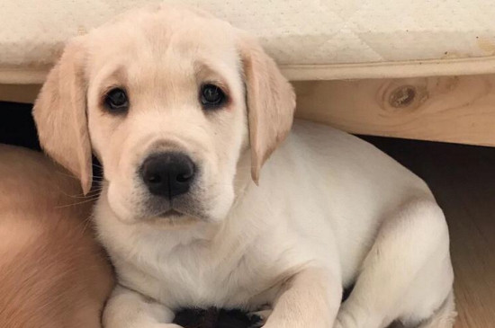 拉布拉多犬好养吗，乖巧温顺没攻击性适合家养