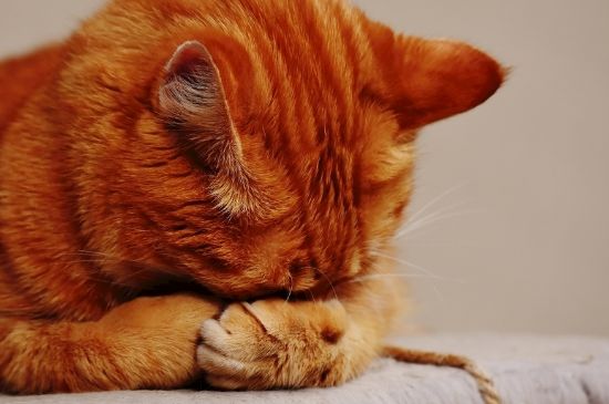 猫吃驱虫药后的反应