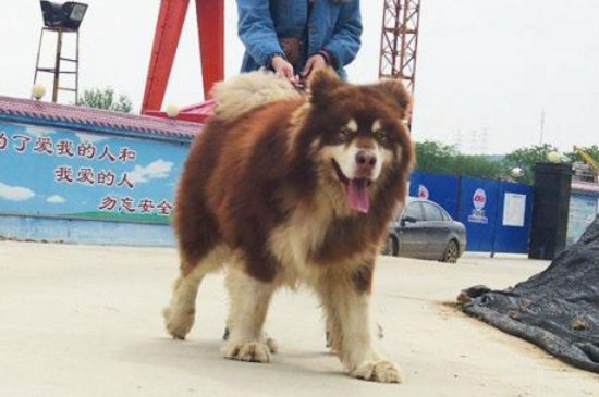阿拉斯加怎么养