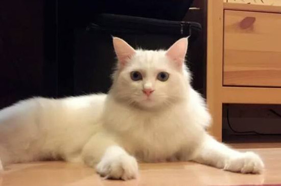 养狮子猫需要注意什么