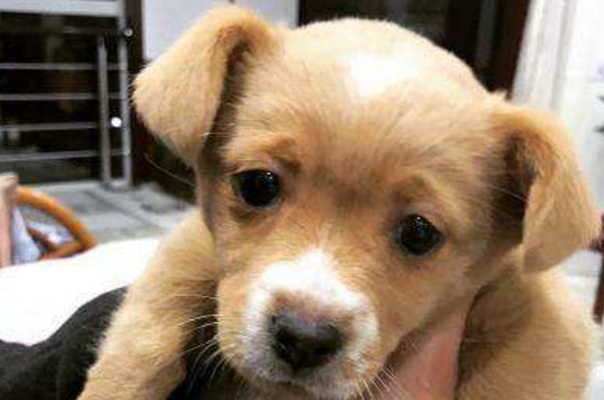 狗吃了巧克力怎么补救