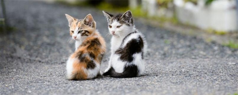 如何判断母猫流产