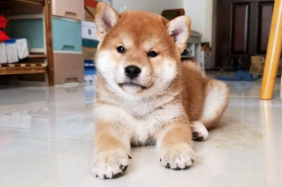 狗坐飞机需要什么证件