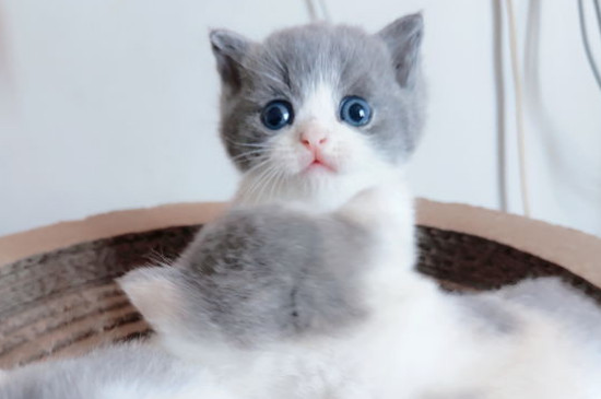 猫咪把人当妈妈的表现
