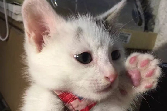 小猫拉稀不吃饭