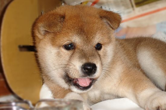 柴犬为什么经常咬人
