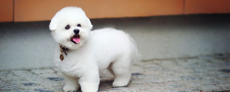 奶糕和幼犬粮的区别