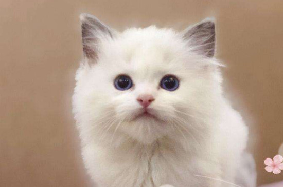 两个月大小猫泪痕重