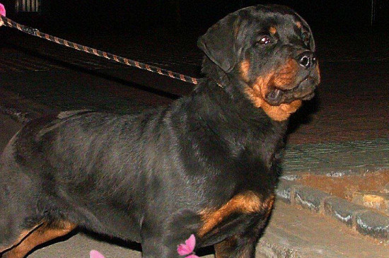 为什么养罗威纳的人少，寿命短而且属于禁养犬
