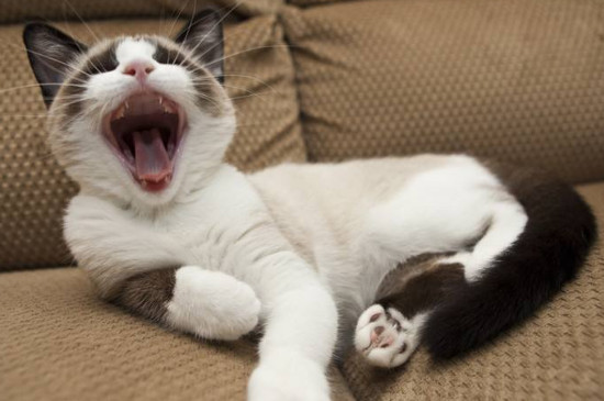 猫耳螨怎么治