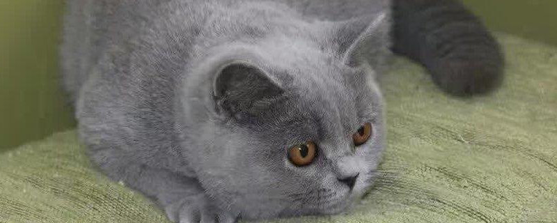 蓝猫为什么那么臭