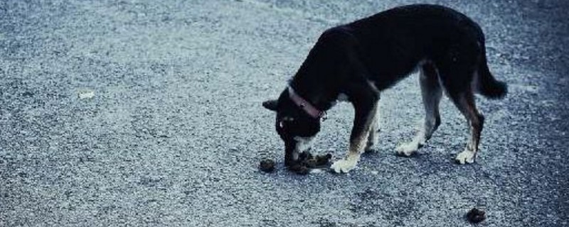 狗狗拉完屎自己吃了怎么办