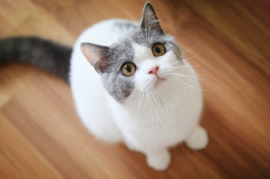 猫抓伤了多久过安全期