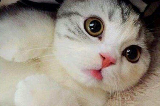 猫张嘴吐舌头