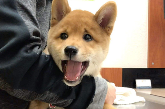 狗狗光吐是怎么了，吐不出来也不吃狗粮怎么办