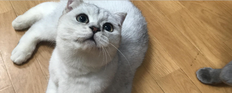 猫吃了一块塑料死了