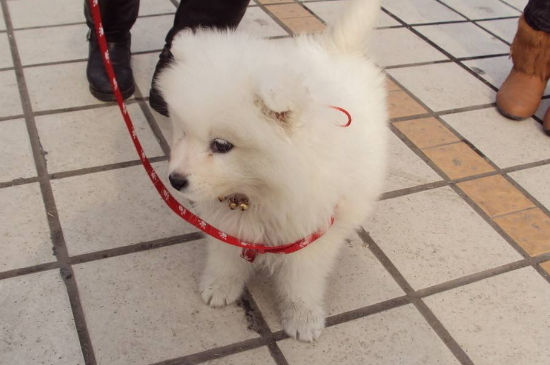 八联和狂犬能一起打吗