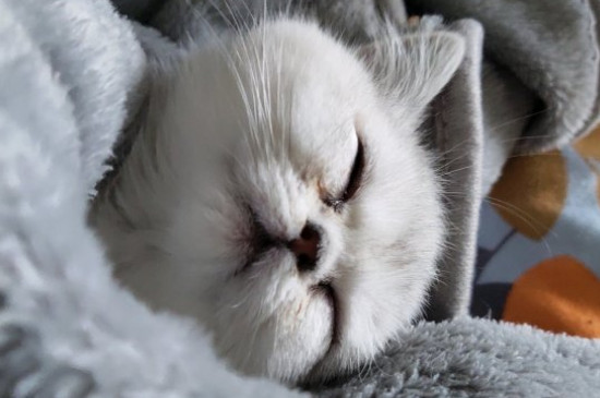 猫总是对着地板空刨