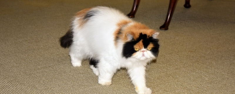 两只公猫打架处理办法