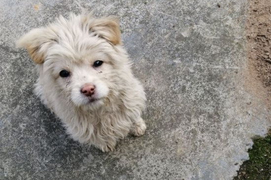 狗狗携带狂犬病毒能活多久