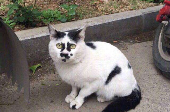 土猫需要打猫三联吗