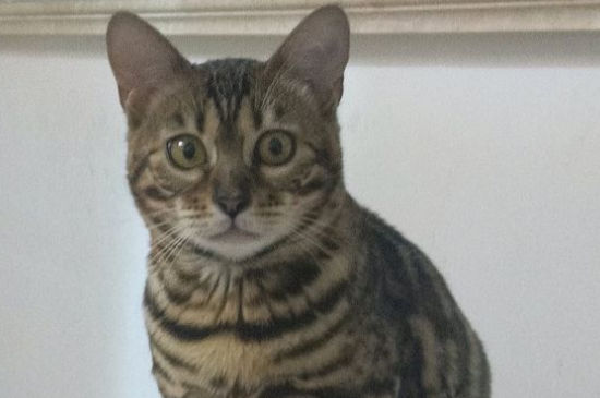 刚捡的流浪猫能洗澡吗