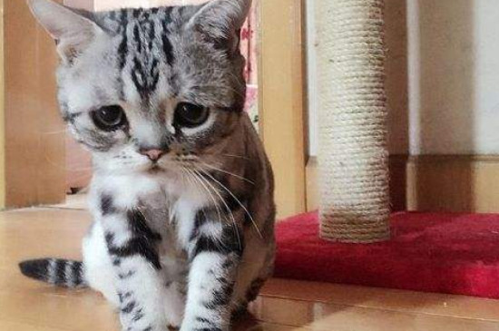 受惊吓的猫咪如何安抚