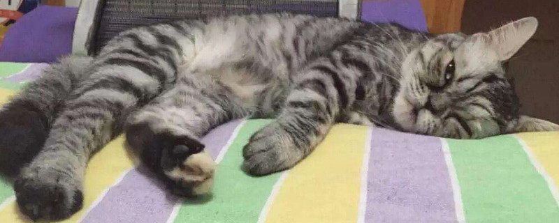 怎么对待脾气暴躁的猫
