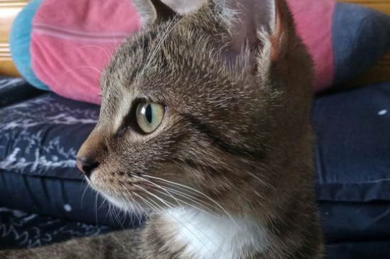 母猫藏小猫要藏多久