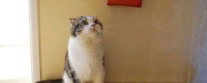 猫喜欢室友多过主人怎么办