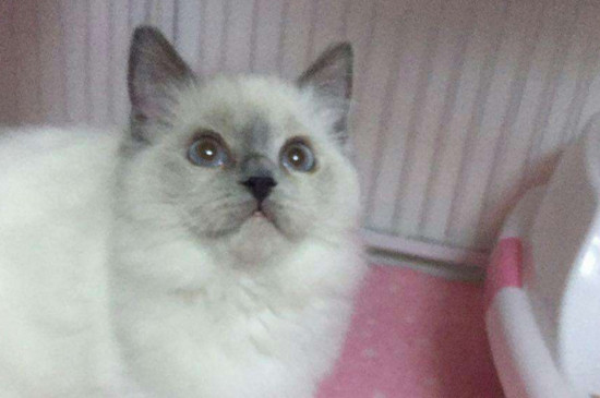 哑巴猫的特征