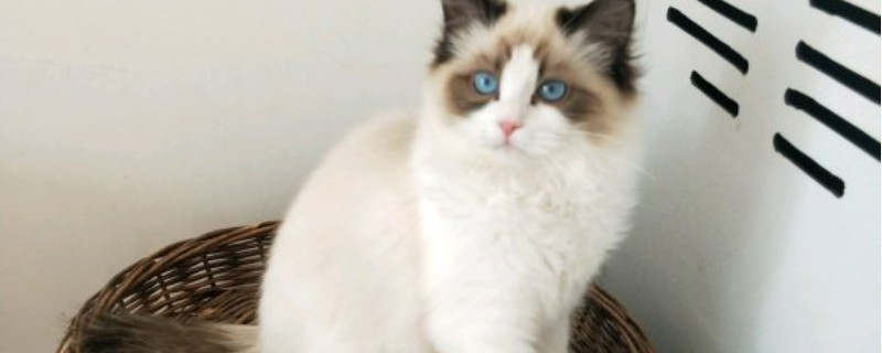 如何给猫剪指甲